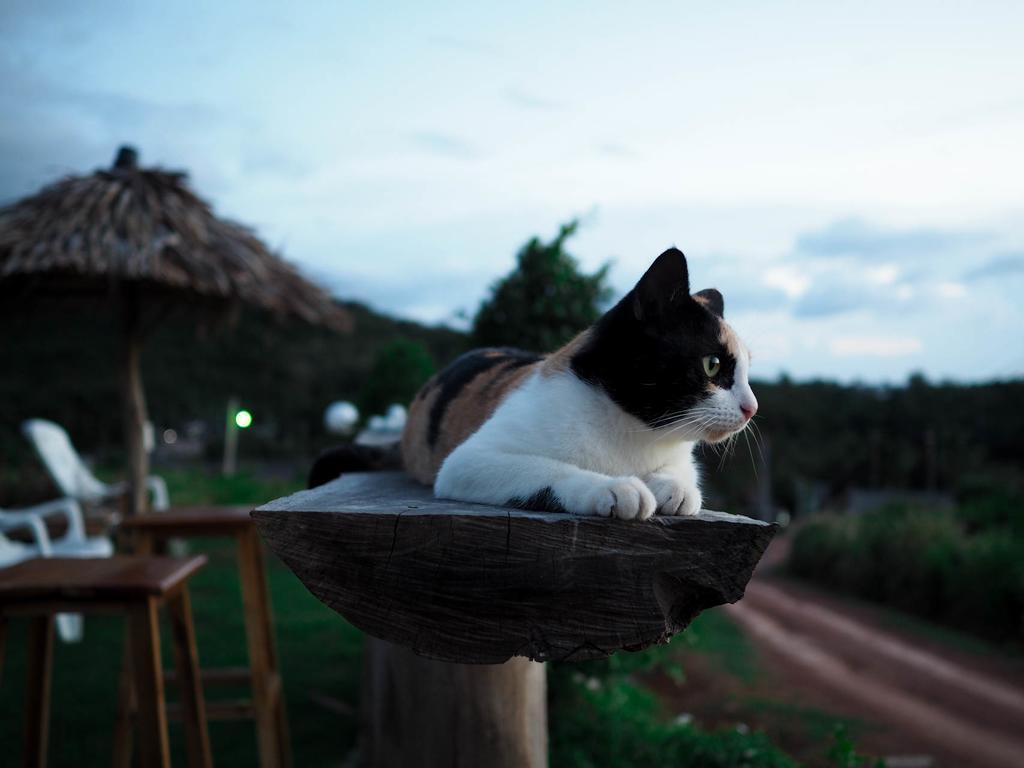 Cat Bungalow Ko Lanta Kültér fotó