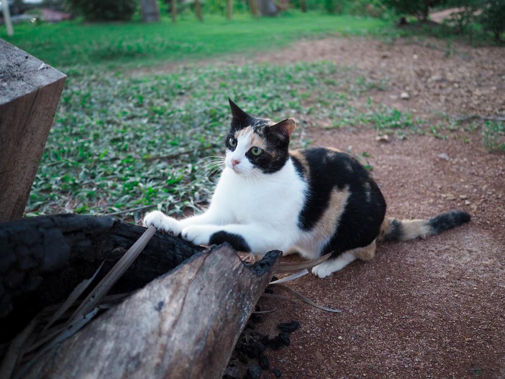 Cat Bungalow Ko Lanta Kültér fotó